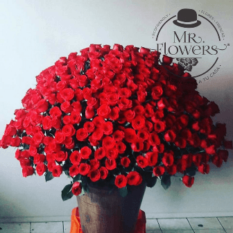 500 Rosas