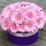 Caja con 30 Gerberas Rosas