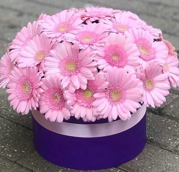 Caja con 30 Gerberas Rosas Caja con 30 Gerberas Rosas