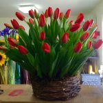 Nido con 40 Tulipanes